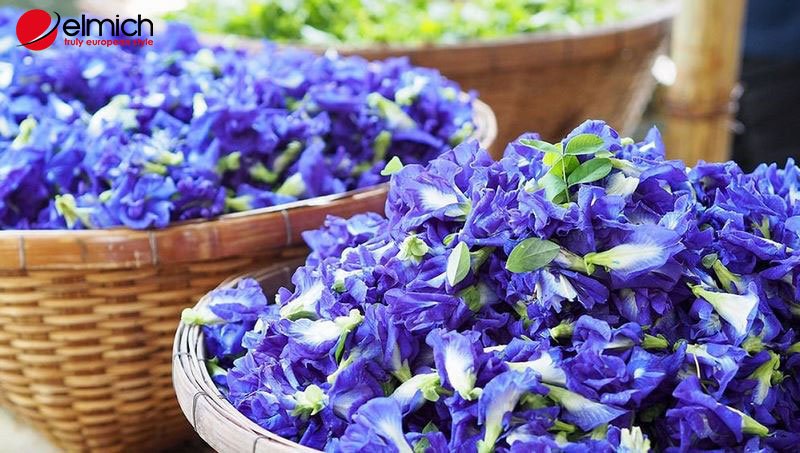Hình 2: Công dụng của hoa biếc Hình 2: Công dụng của hoa biếc
