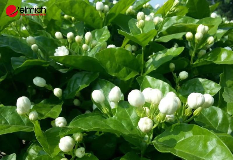 Hình 3: Hoa Nhài hợp với người mệnh Kim Hình 3: Hoa Nhài hợp với người mệnh Kim