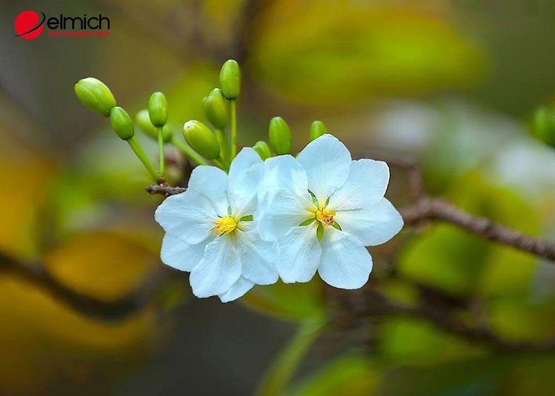 Hình 3: Cây hoa bạch mai có màu trắng tinh khôi, thanh tao