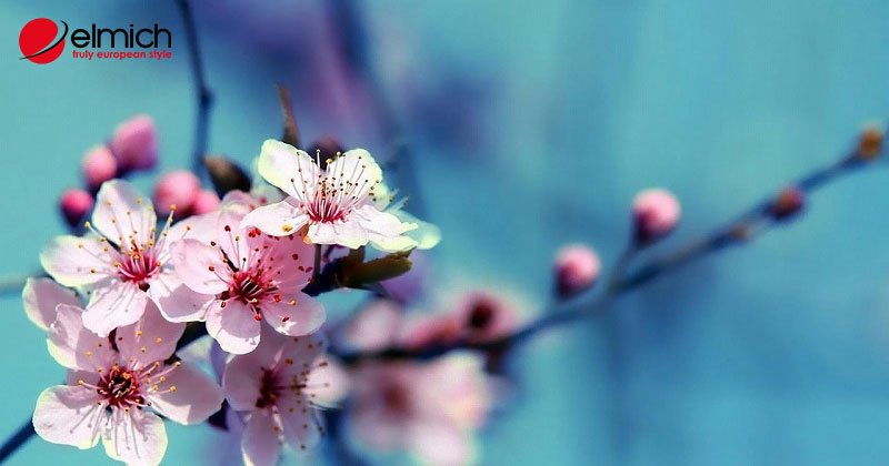Hình 3: Hoa đào còn là biểu tượng và minh chứng cho sự gắn kết