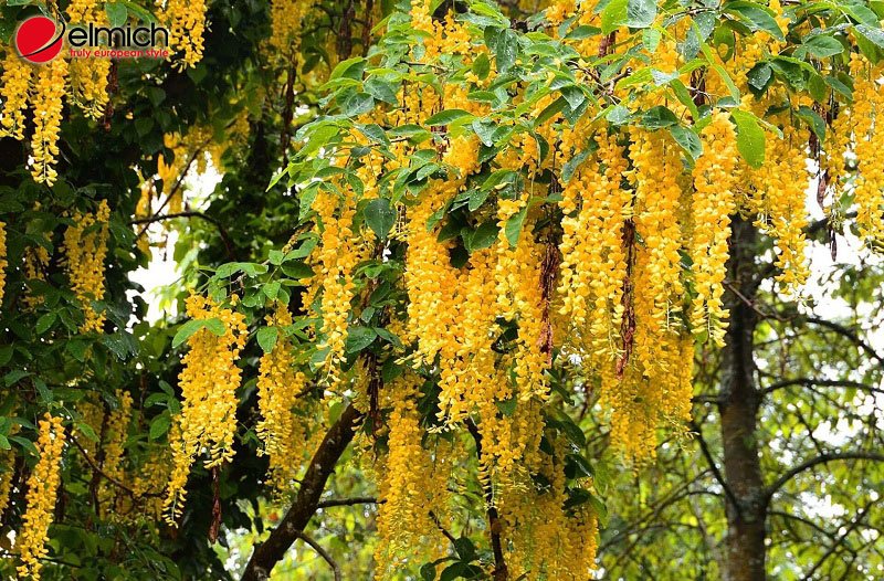 Hình 3: Những cây hoa tử đằng cất giấu nhiều ý nghĩa sâu sắc