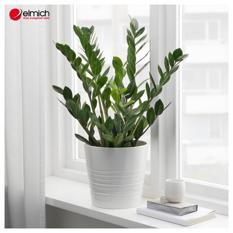 Hình 3: Cây kim tiền hợp mệnh gì là chủ đề được nhiều người quan tâm Hình 3: Cây kim tiền hợp mệnh gì là chủ đề được nhiều người quan tâm