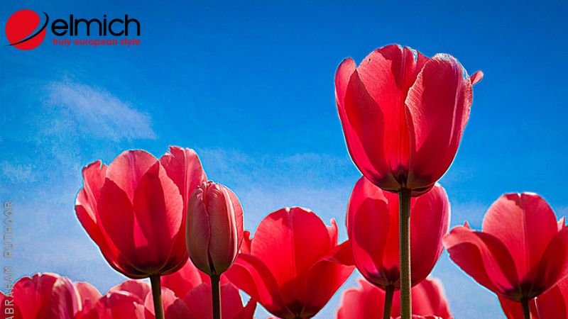Hình 3: Tulip đỏ đại diện cho tình yêu nồng nhiệt Hình 3: Tulip đỏ đại diện cho tình yêu nồng nhiệt