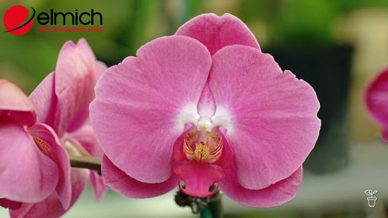 Hình 3: Lan đại diện cho vẻ đẹp hoàn mỹ nhất của phụ nữ