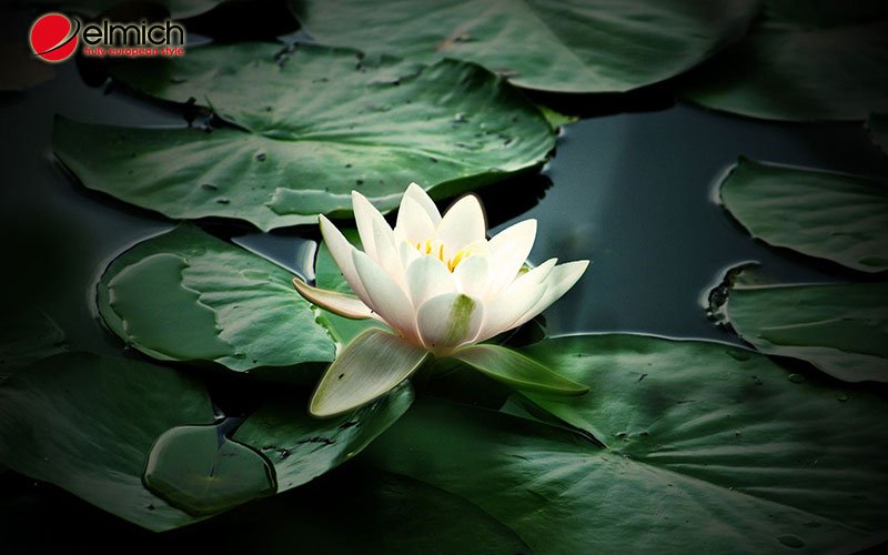 Hình 3: Hoa sen giúp cân bằng và thu hút năng lượng dương tạo nên cảm giác năng động, tích cực.