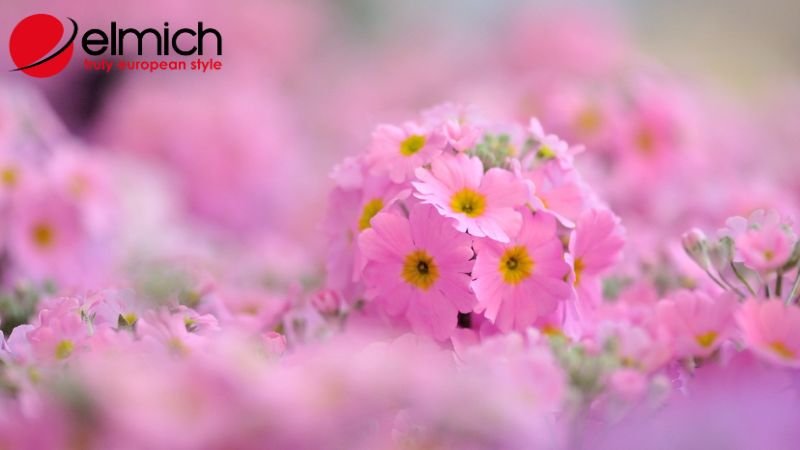 Hình 3: Ý nghĩa tuyệt đẹp của hoa anh thảo trong đời sống Hình 3: Ý nghĩa tuyệt đẹp của hoa anh thảo trong đời sống