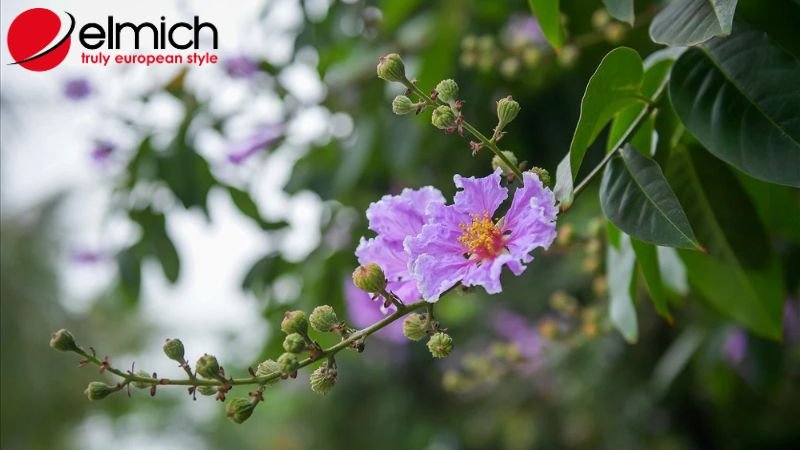 Hình 3: Bật mí những ý nghĩa sâu sắc của hoa bằng lăng trong tình yêu