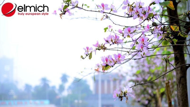 Hình 3: Ý nghĩa của hoa ban trong đời sống của người dân nơi Tây Bắc Hình 3: Ý nghĩa của hoa ban trong đời sống của người dân nơi Tây Bắc
