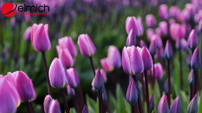 Hình 4: Tulip tím là lòng thủy chung và quyền lực tuyệt đối Hình 4: Tulip tím là lòng thủy chung và quyền lực tuyệt đối