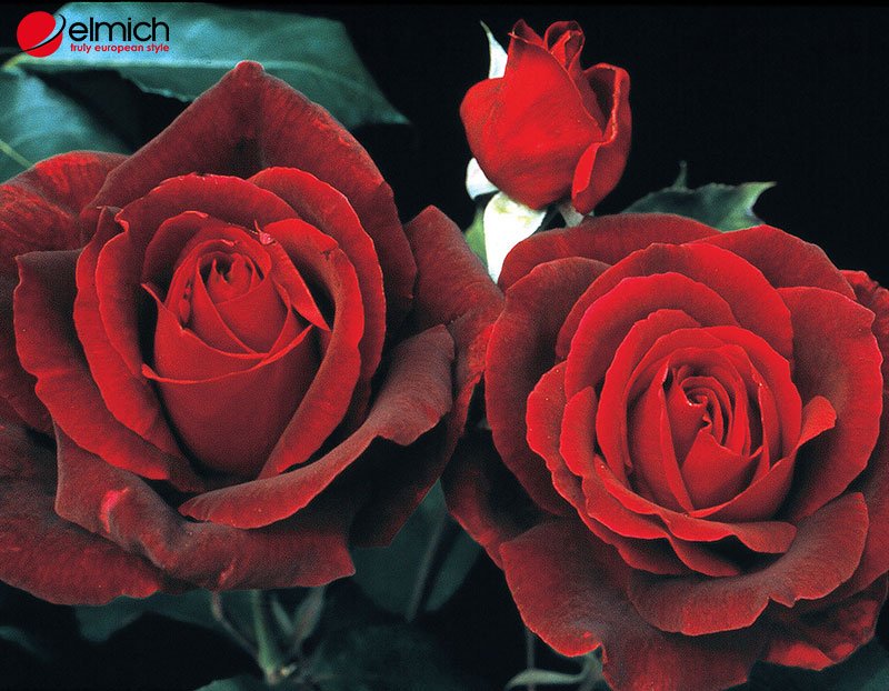 Hình 4: Những cánh hoa Mister Lincoln Rose được sắp xếp một cách tinh tế và quyến rũ Hình 4: Những cánh hoa Mister Lincoln Rose được sắp xếp một cách tinh tế và quyến rũ