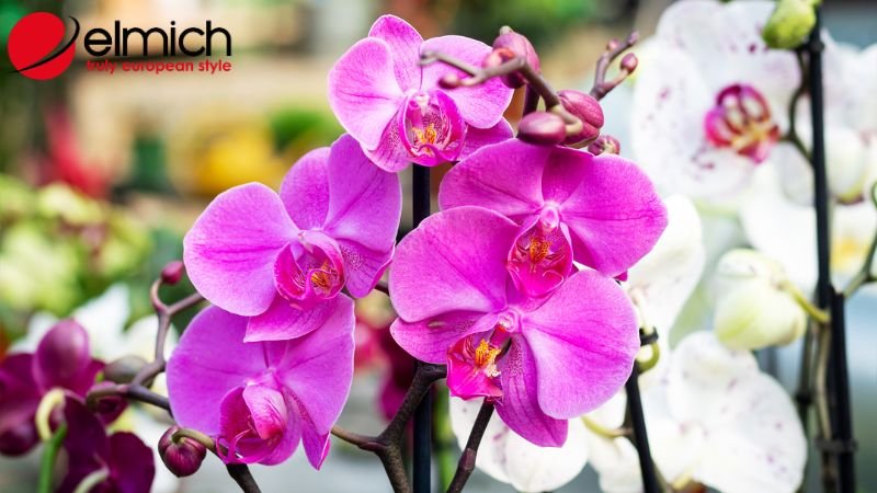 Hình 4: Lan mang đại diện cho sự lịch thiệp và tinh tế