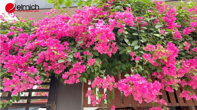 Hình 4: Hoa giấy tượng trưng cho điều tốt lành trong phong thủy Hình 4: Hoa giấy tượng trưng cho điều tốt lành trong phong thủy