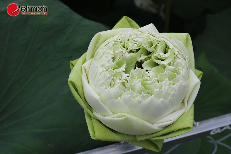 Hình 4: Giống sen Quan Âm trắng với vẻ đẹp trang nhã thường được dâng lên cửa phật