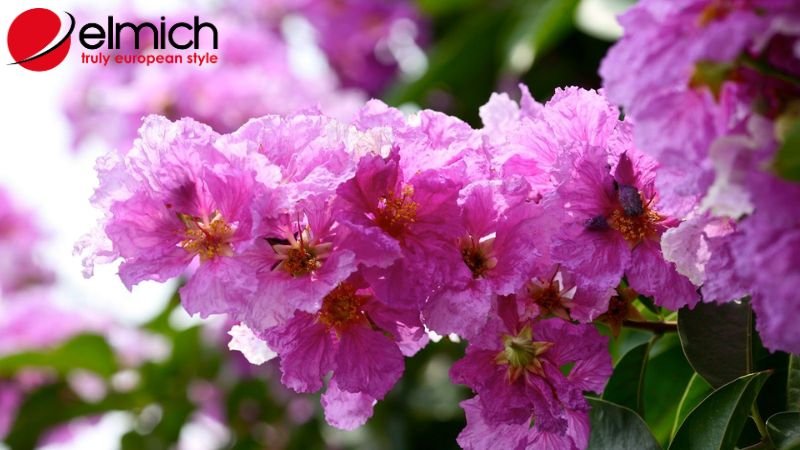 Hình 4: Cây bằng lăng tạo nên bóng mát và cảnh quan đẹp