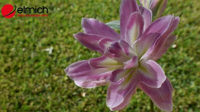 Hình 4: Mỗi màu bông loa kèn đều có ý nghĩa riêng