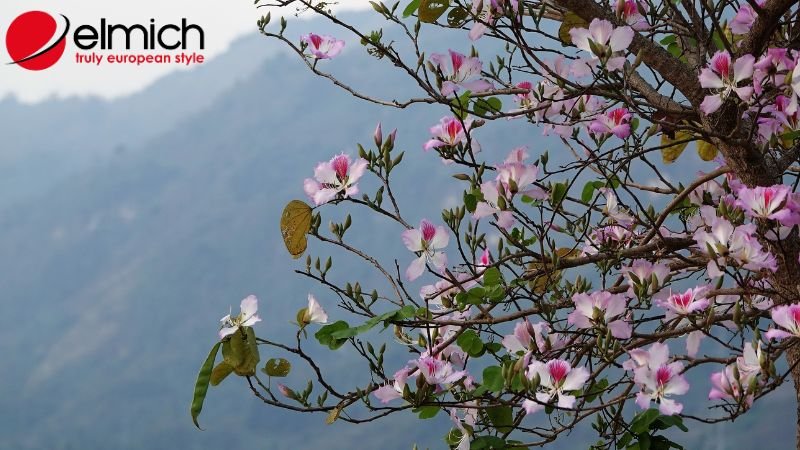 Hình 4: Công dụng của cây ban trong đời sống thực tế Hình 4: Công dụng của cây ban trong đời sống thực tế