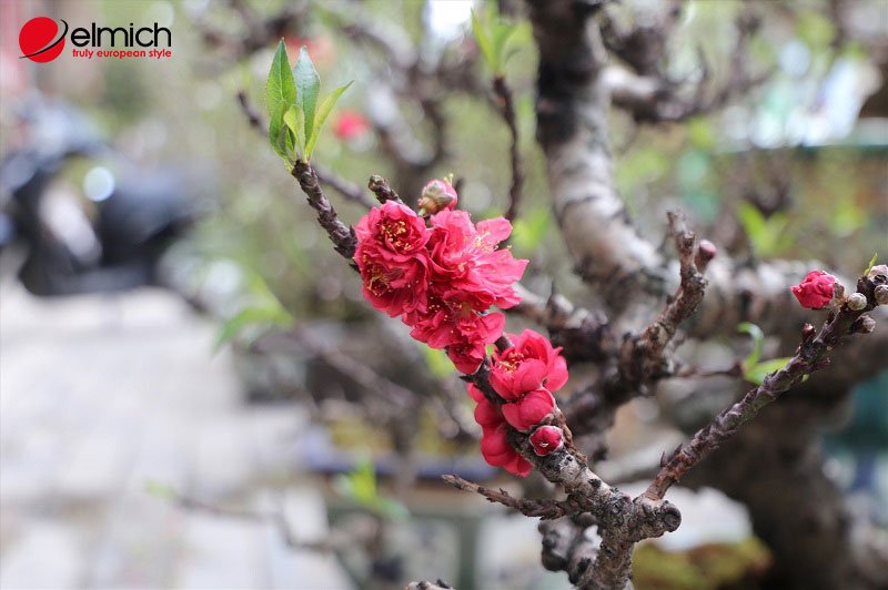 Hình 5: Đào thất thốn mang nét đẹp độc đáo nhưng không kém phần tinh tế