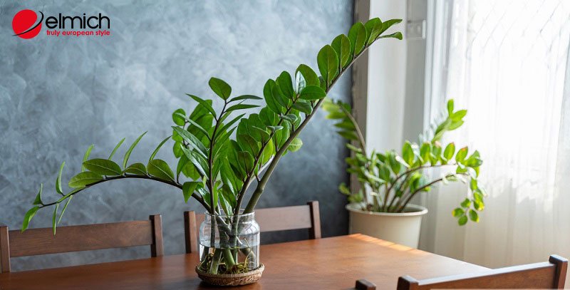 Hình 5: Bỏ túi cách chọn chậu trồng kim tiền hợp phong thủy Hình 5: Bỏ túi cách chọn chậu trồng kim tiền hợp phong thủy