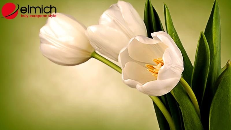 Hình 5: Sự thuần khiết và thanh tao là ý nghĩa của tulip trắng Hình 5: Sự thuần khiết và thanh tao là ý nghĩa của tulip trắng