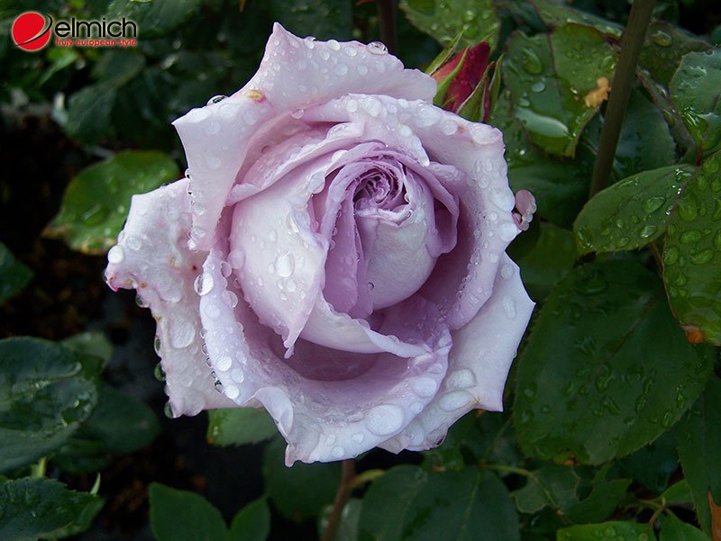 Hình 5: Màu sắc Blue Moon Rose hiếm có và rất độc đáo Hình 5: Màu sắc Blue Moon Rose hiếm có và rất độc đáo