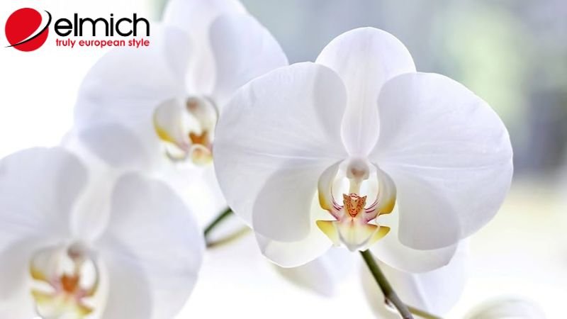Hình 5: Cây lan mang ý nghĩa đẹp trong tình yêu