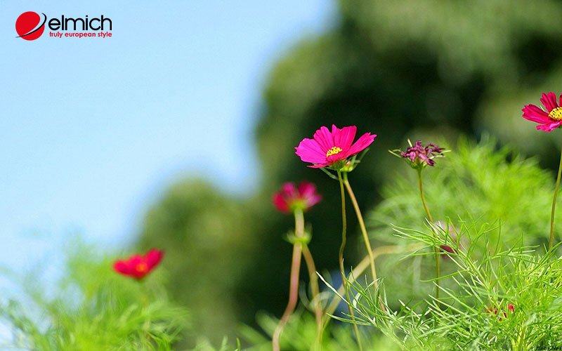 Hình 5: Cách chăm sóc và một số lưu ý khi trồng hoa cánh bướm Hình 5: Cách chăm sóc và một số lưu ý khi trồng hoa cánh bướm