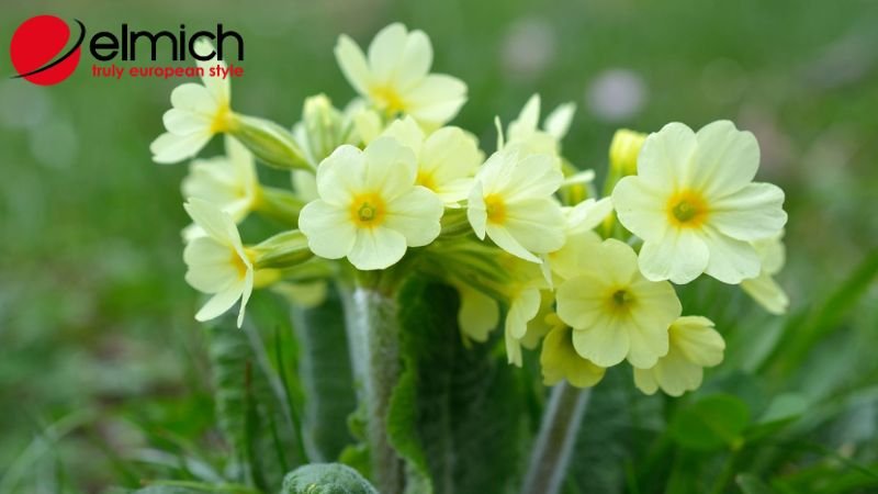Hình 5: Tinh dầu từ cây anh thảo có khả năng kháng viêm cực tốt Hình 5: Tinh dầu từ cây anh thảo có khả năng kháng viêm cực tốt