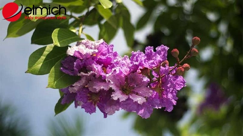 Hình 5: Hoa bằng lăng có nhiều công dụng trong y học dân gian