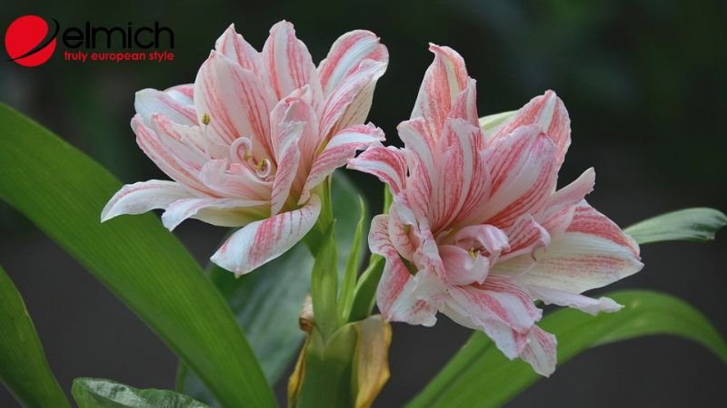 Hình 5: Ý nghĩa của loa kèn theo tên gọi tại từng quốc gia