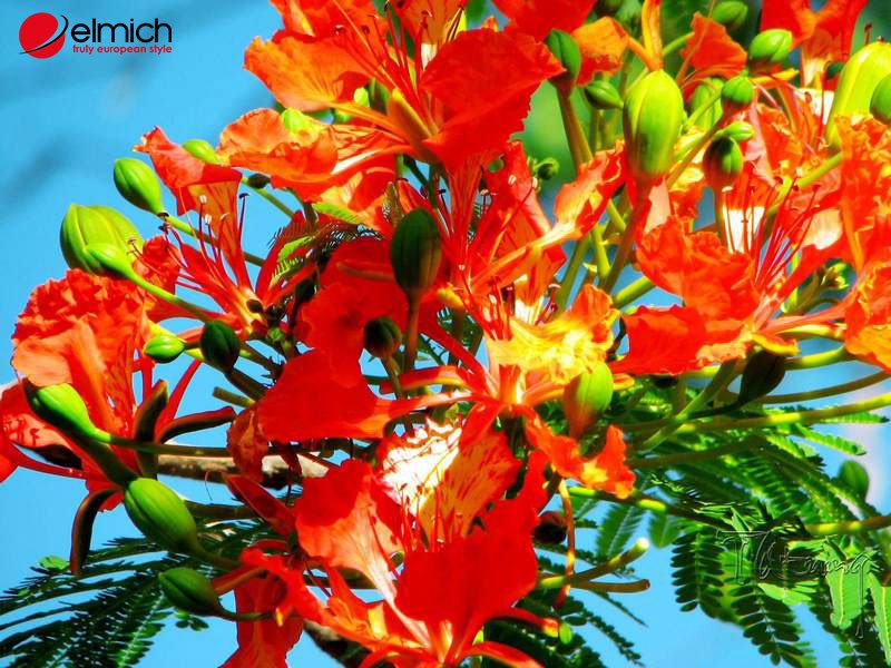 Hình 5: Chăm sóc cây phượng vĩ hiệu quả 