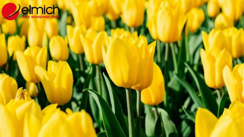 Hình 6: Tulip vàng thể hiện cho tình bạn lâu bền Hình 6: Tulip vàng thể hiện cho tình bạn lâu bền