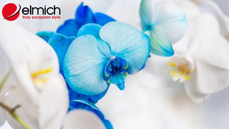 Hình 6: Phong lan tượng trưng cho tài lộc và may mắn