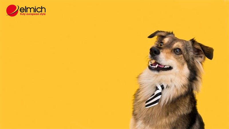 Hình 6: Người tuổi Tuất luôn chú tâm vào các mối quan hệ và sự nghiệp của mình