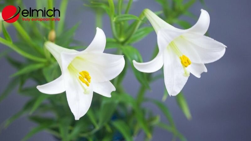 Hình 6: Cây loa kèn có nhiều công dụng y học đáng bất ngờ