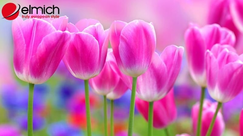 Hình 7: Tình yêu lãng mạn và êm ái là ý nghĩa của tulip hồng Hình 7: Tình yêu lãng mạn và êm ái là ý nghĩa của tulip hồng