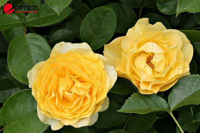 Hình 7: Julia Child Rose với sắc màu vàng nổi bật và thu hút Hình 7: Julia Child Rose với sắc màu vàng nổi bật và thu hút