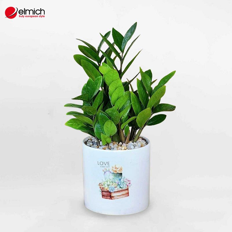 Hình 7: Cách trồng cây kim tiền không phức tạp ai cũng có thể làm được Hình 7: Cách trồng cây kim tiền không phức tạp ai cũng có thể làm được