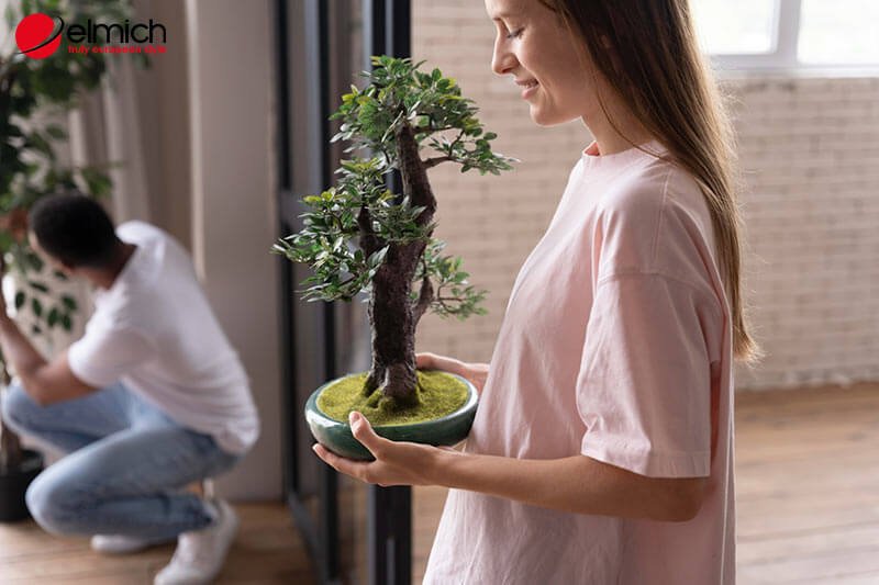 Hình 8: Hãy chọn những loại cây cảnh hợp mệnh Mộc Hình 8: Hãy chọn những loại cây cảnh hợp mệnh Mộc