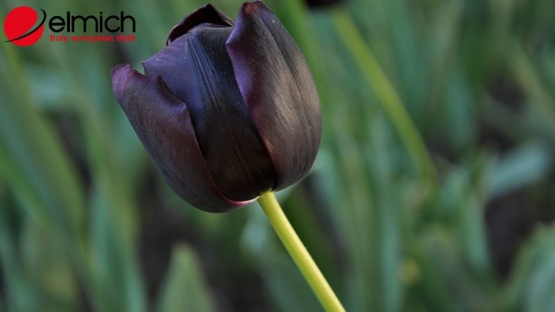 Hình 8: Tulip đen thể hiện sự chiếm hữu trong tình cảm đôi lứa Hình 8: Tulip đen thể hiện sự chiếm hữu trong tình cảm đôi lứa