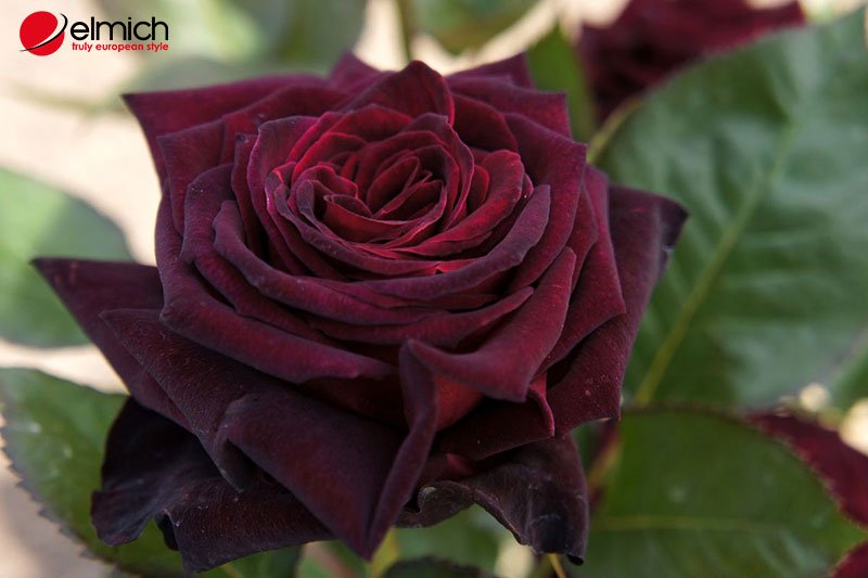Hình 8: Black Baccara Rose mang nét đẹp của sự bí ẩn Hình 8: Black Baccara Rose mang nét đẹp của sự bí ẩn