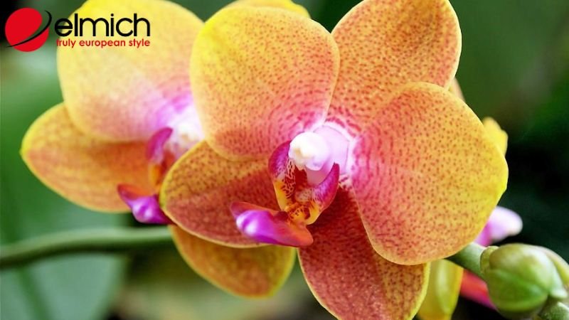 Hình 8: Bật mí công dụng tuyệt vời của cây lan